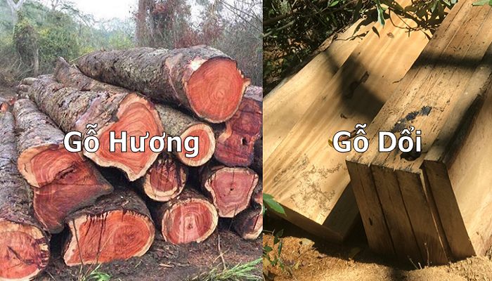 So sánh gỗ Dổi và gỗ Hương: Thời này nên dùng loại gỗ nào?